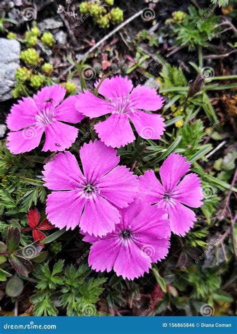 Wild Flowers in the Mountains. Stock Photo - Image of garden, blooming