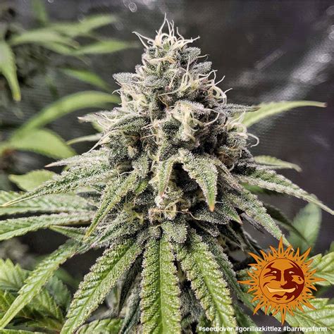 Gorilla Zkittlez™ Cannabis Seeds Barneys Farm®