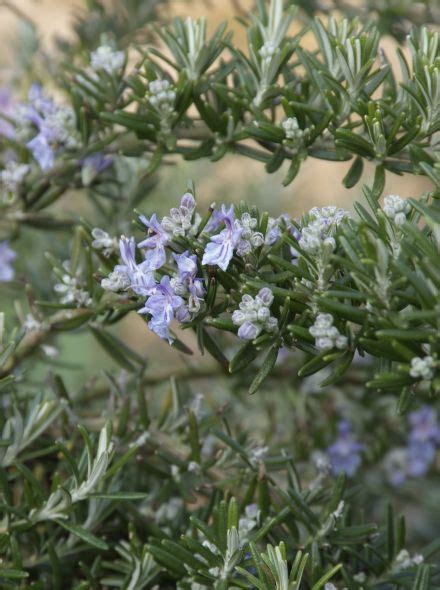 Rosmarinus Officinalis Prostratus Kruip Rozemarijn De Tuinen Van