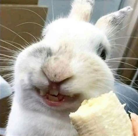 Pin By Beverly St Clare On Make Me Laugh Funny Rabbit Cute Baby