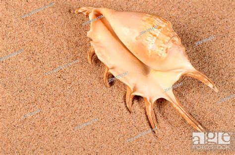 The Sea Shell In The Sand Close Up Stock Photo Picture And Rights