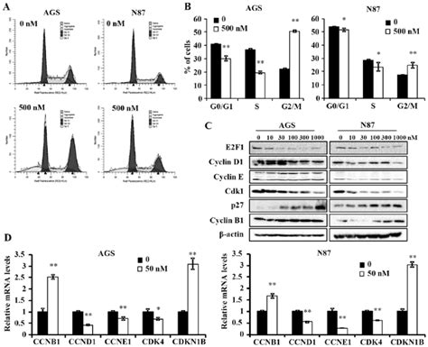 Ganetespib Induces G M Cell Cycle Arrest In Gc Cells A And B Ags