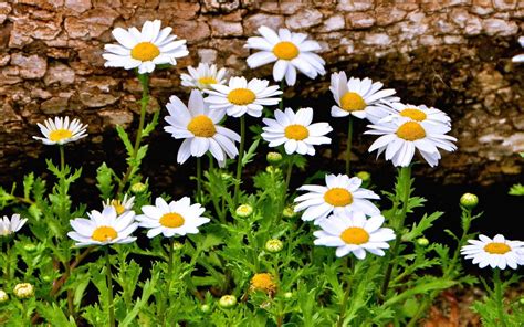 daisies, Daisy, Flowers, Flowers Wallpapers HD / Desktop and Mobile Backgrounds