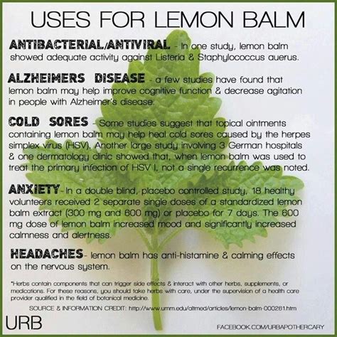 Lemon Balm Plant Google Search Herbal Medicine Natural Healing