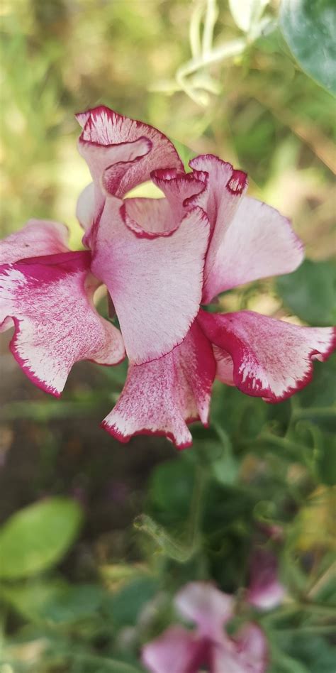 30 Free Pink Sweet Pea And Sweet Pea Images Pixabay