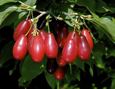 Cornelian Cherry - Only Foods