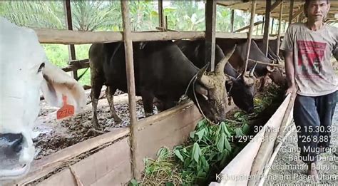 Pemanfaatan Daun Singkong Sebagai Pakan Ternak