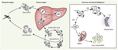 Malaria The Lancet