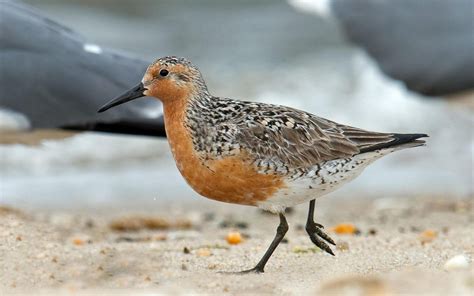 Carteret Proposed As Critical Habitat For Rufa Red Knot Coastal Review