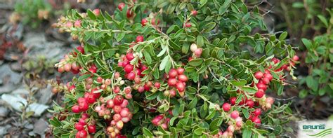 Vaccinium Vitis Idaea Koralle Von Bruns Pflanzen