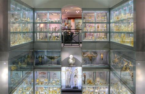 Hunterian Museum | Hidden London