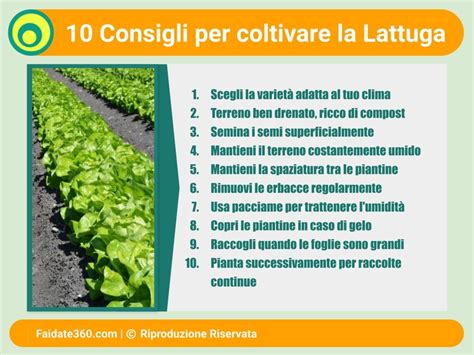 Guida Completa Alla Coltivazione Della Lattuga Dalla Semina Alla Raccolta