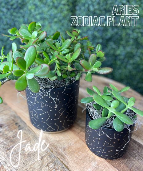 Aries Zodiac Plant Jade Baltimore Annapolis MD Same Day Plant