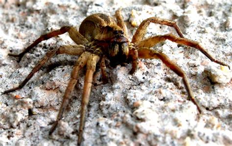 Brazilian Wandering Spider Phoneutria Bite Attacks And Other Facts