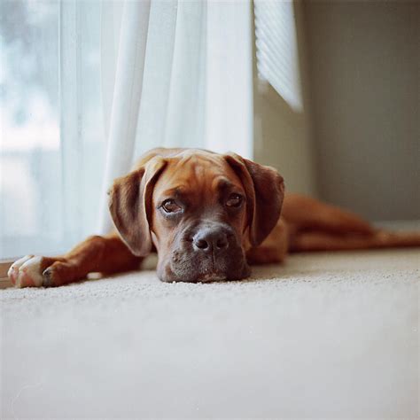 Tan Boxer Puppy Laying On Carpet Near by Diyosa Carter