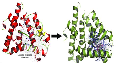 The Secondary Structure View Of Ligand Binding Domain Of Estrogen