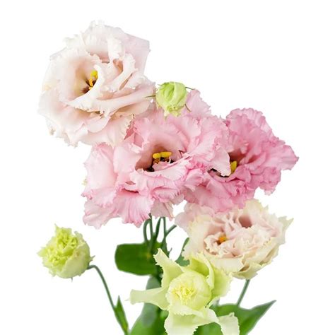 Эустома бахромчатая нежно-розовая Алиса (00081) купить поштучно с ...