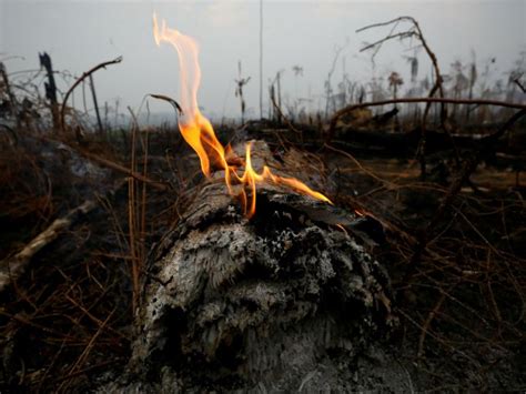 Fracasan Labores Para Extinguir Incendios En La Amazonia Dineroenimagen