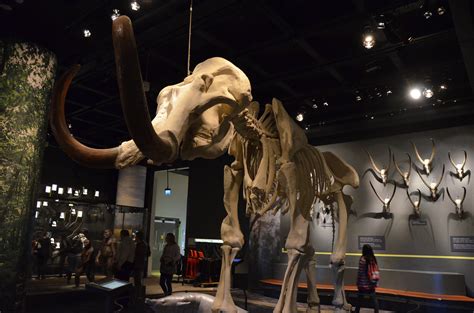 mammut | RadioScience