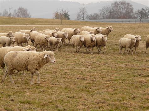 Flock Of Sheep Herd Free Photo On Pixabay Pixabay