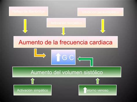 Respuestas Cardiovasculares Al Ejercicio PPT