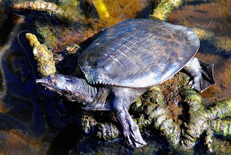 Florida Softshell Turtle