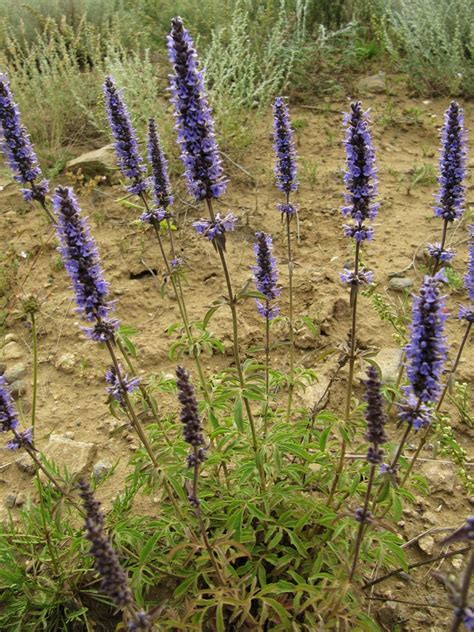 Schizonepeta multifida - Изображение особи - Плантариум