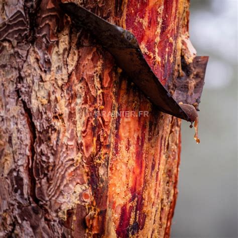 Graines Pin Maritime Pin Des Landes Pinus Pinaster