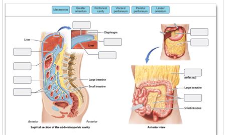 Solved Mesenteries Greater omentum Peritoneal cavity | Chegg.com