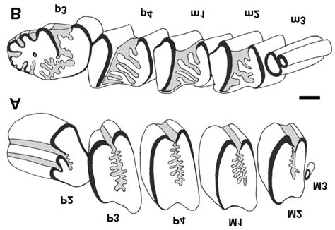 Upper (A) and lower (B) dentition of Pentalagus furnessi, ZIN 15887a ...