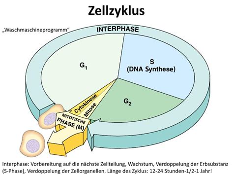 PPT Zellzyklus Zellteilung Zelldifferenzierung Zelltod