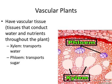 Ppt Plants Powerpoint Presentation Free Download Id2180417