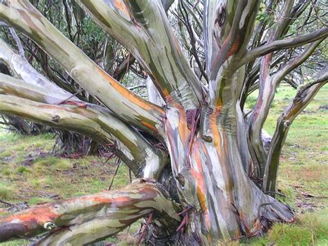 Ancient Snow Gum Tree Eucalyptus Pauciflora