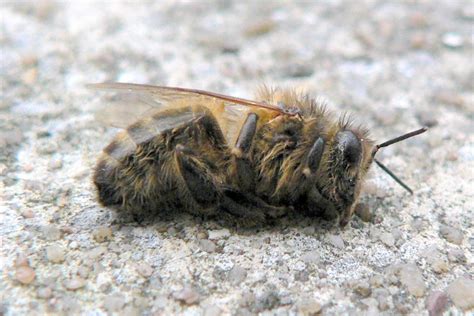 Most Common Bee Diseases - Viruses, Parasites, and Pests in Beehives