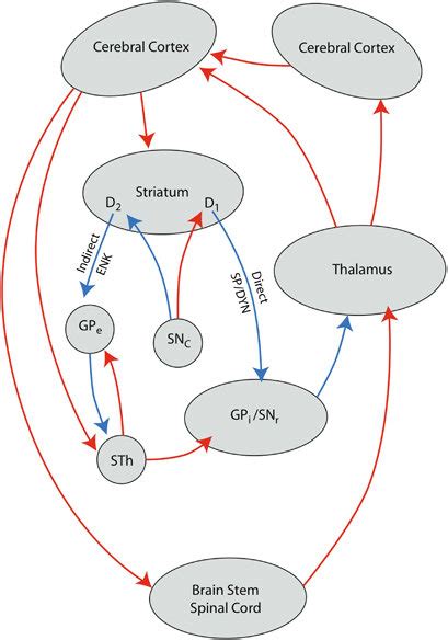 Schematic Model Of The Cortico Striatal Thalamic Cortical Formerly