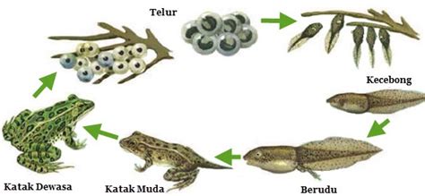 18+ Gambar Metamorfosis Katak, Paling Baru!