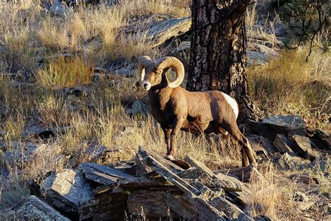 Bighorn Ram In A Majestic Pose At Sunrise Photograph By Tony Hake