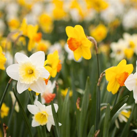 11 Yellow Spring Flowers To Make Your Garden Pop