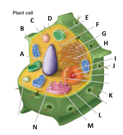 Plant Cell Organelle Labelling Diagram Quizlet