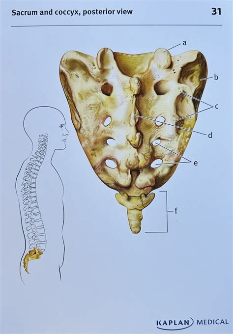 Sacrum And Coccyx Posterior View Diagram Quizlet