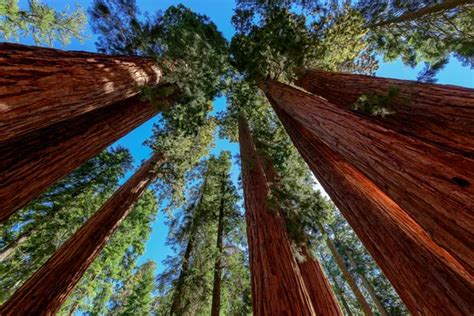 Sequoia National Park Stock Photos Royalty Free Sequoia National Park