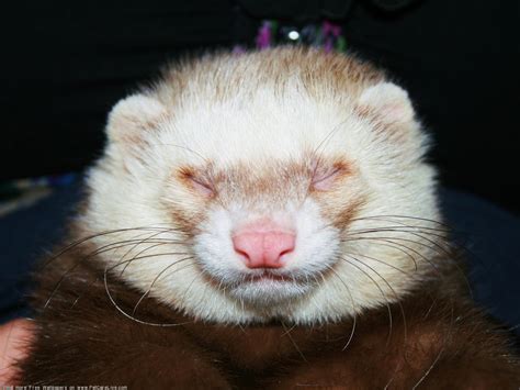 Ferret Wallpaper - WallpaperSafari