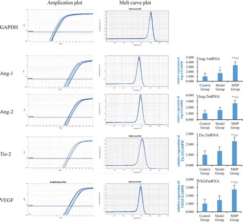 Expressions Of Ang Mrna Ang Mrna Tie Mrna And Vegf Mrna In The