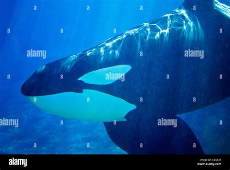 Orca underwater hi-res stock photography and images - Alamy