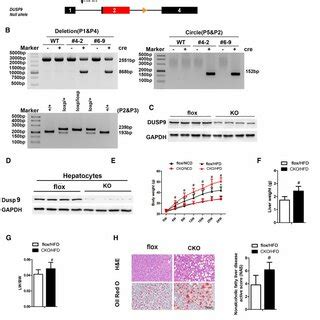 Liver Specific Dusp9 Deficiency Exacerbates HFD Induced Obesity And