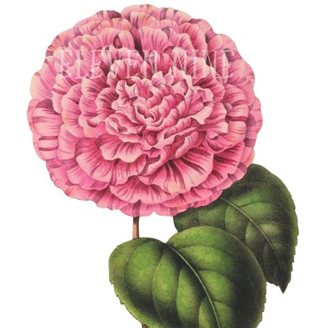 Camellia Clip Art Pink Flower Clipart Pink Flower Digital Etsy