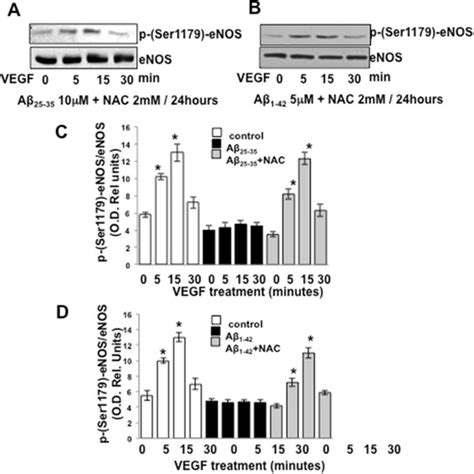 Representative Western Blotting Showing Phosphorylation Of Enos At Download Scientific Diagram