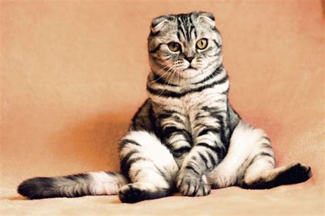 Cat Stress Symptoms And Relief – Noble Pawtrait