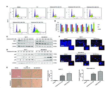 Arteannuin Induces Premature Senescence In Breast Cancer Cells A