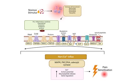 Pain Pathway Biorender Science Templates